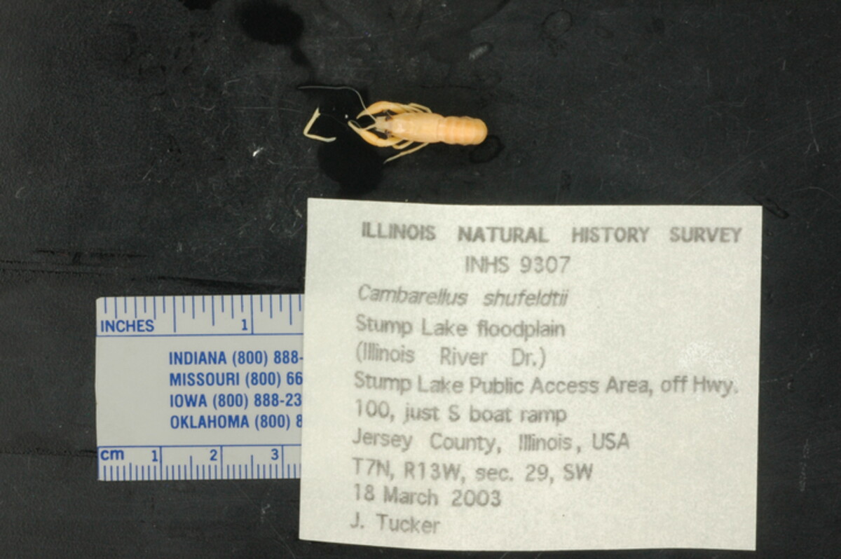 Cambarellus shufeldtii image